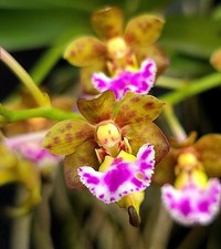 Vanda flabellata fragrant for sale  Fleming Island