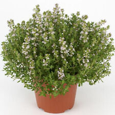 Timo thymus faustini usato  Valmacca