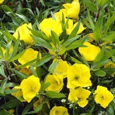 Evening primrose oenothera for sale  READING