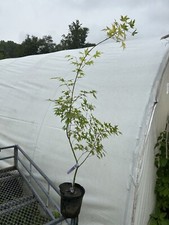 Acer palmatum usu for sale  Hendersonville