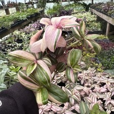 TRADESCANTIA ZEBRINA ‘MULTICOLORIDA’! comprar usado  Enviando para Brazil