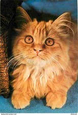 Animaux chats chatons d'occasion Animaux chats chatons d'occasion  Fruges