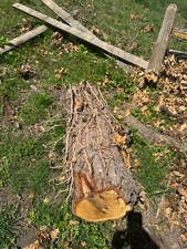 Large oak tree for sale  STAFFORD