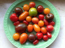Samen tomaten mischung gebraucht kaufen  Weissach im Tal