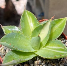 Agave potatorum half for sale  Encinitas