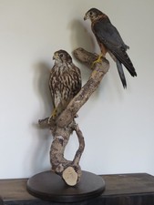 Taxidermy pair merlins for sale  SHIPSTON-ON-STOUR
