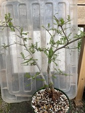 succulent bonsai for sale succulent bonsai for sale Gilroy