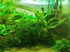 Java moss 250grm for sale  SOUTH MOLTON