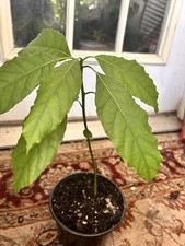 Seedling avocado fuerte for sale  Dallas