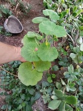 Piantine con radice usato  Caronia