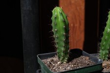 Bridgesii bolivian columnar for sale  Missoula