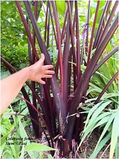 Colocasia black stem d'occasion  Arzacq-Arraziguet