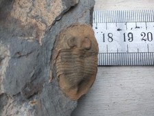 Nobiliasaphus nobilis d'occasion  Châteaubriant