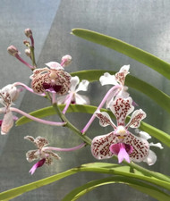 Vanda trimerrill orchid for sale  Diamond Bar