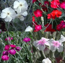 Lychnis coronaria mix for sale  LONDON