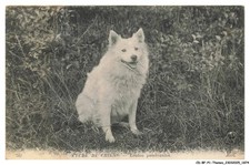 Bfp1 0938 chien d'occasion  France