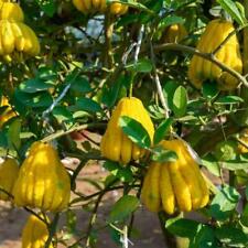 Buddhas hand zitrone gebraucht kaufen  Wurzen