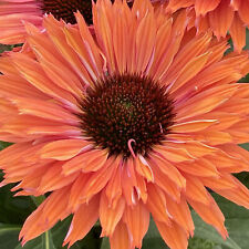 Echinacea sunseekers rainbow for sale  UK