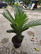 Sago palm tree for sale  Homestead