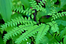 Northern maidenhair fern for sale  Lynnwood