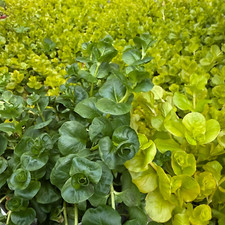 Mixed colour creeping for sale  ILFORD