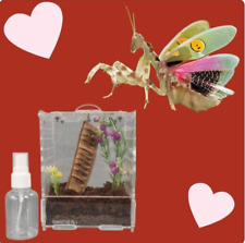 Praying mantis complete for sale  CRAIGAVON