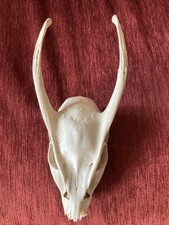 Deer skull muntjac for sale Deer skull muntjac for sale  YORK