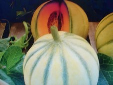 500 graines melon d'occasion 500 graines melon d'occasion  Saintes