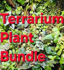 Terrarium vivarium plant for sale  CARDIFF