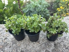Sedum spurium dragon for sale  BEXLEYHEATH