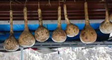 Dipper gourd squash for sale  Spring City