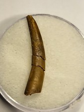 Pterodactyl tooth kem for sale  SOLIHULL