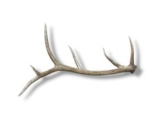 Elk antler naturally for sale  Dubois