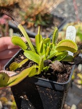 Dionaea patch plante d'occasion  Cormeilles-en-Vexin