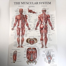 Quickfit muscular skeletal for sale  Pacolet