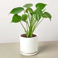Monstera split leaf for sale  Great Neck