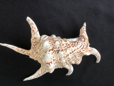 Sea shell. beautiful for sale  BRAINTREE