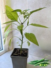 Green chilli plant for sale  HUDDERSFIELD