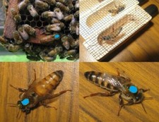 Northern survivor queen for sale  Fredericksburg