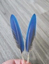 Blau gelbe papageienfeder gebraucht kaufen Blau gelbe papageienfeder gebraucht kaufen  Haarbach