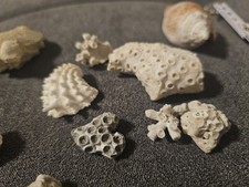 Muschel schnecken korallen gebraucht kaufen  Frankfurt am Main