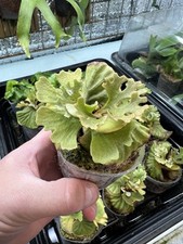 Platycerium ridleyi dwarf for sale  WINDSOR
