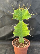 Euphorbia grandicornis vivaio usato  Massafra