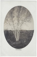 Linda arte FOTO REAL Seven Trunk Birch Tree - Ware, Mass, MA, Massachusetts comprar usado  Enviando para Brazil