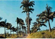Guadeloupe allée dumanoir d'occasion  Fruges