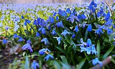 20x scilla siberica for sale  CRAWLEY