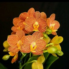 Phalaenopsis indian summer. for sale  NOTTINGHAM