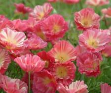 Californian poppy rose for sale  GRIMSBY
