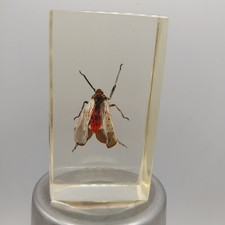 Inclusions insectes entomologi d'occasion  Lagny-sur-Marne
