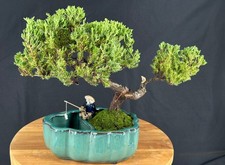 Trained juniper bonsai for sale  Patchogue